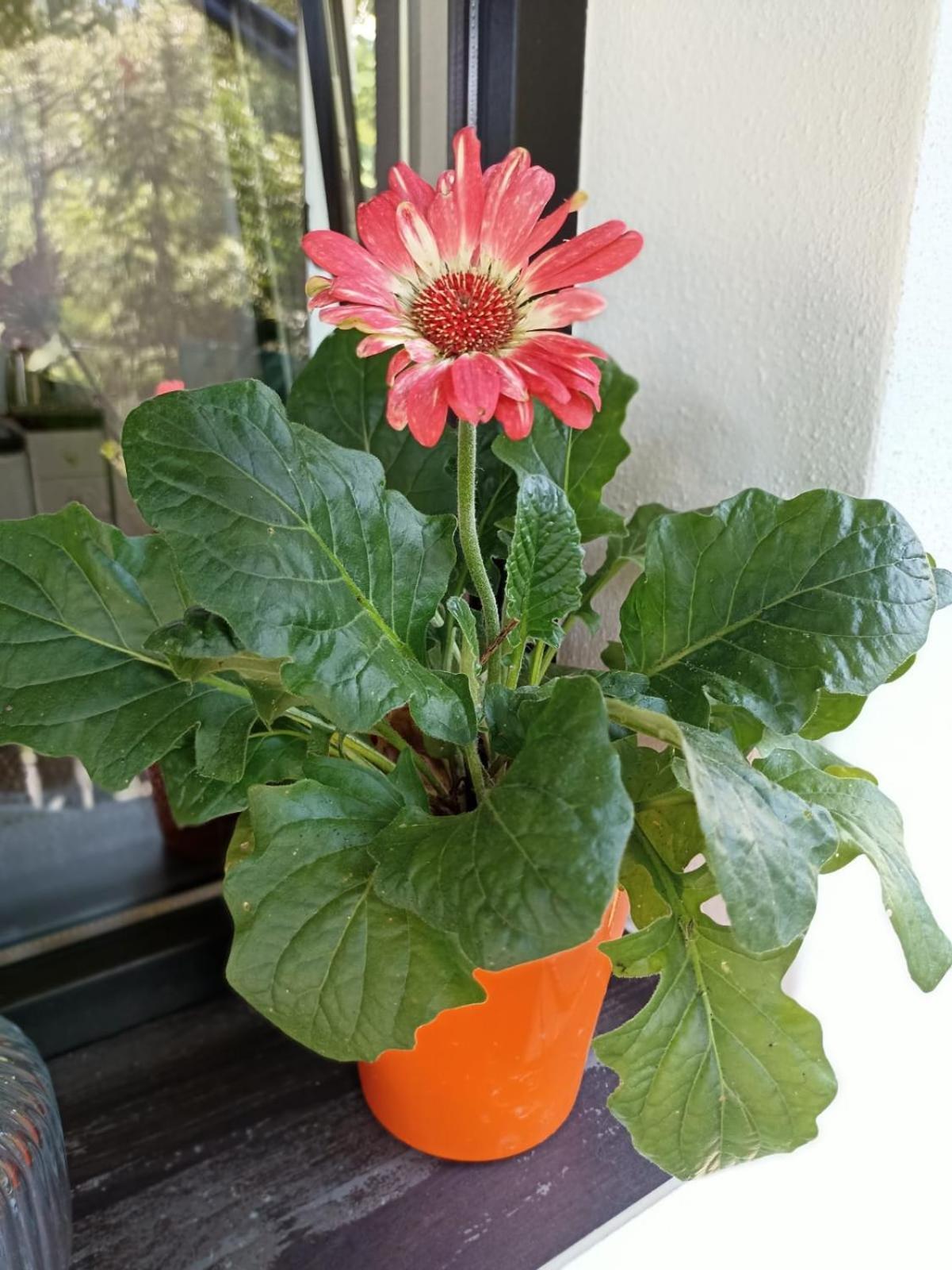 度假居 Zoeld Tulipan *
